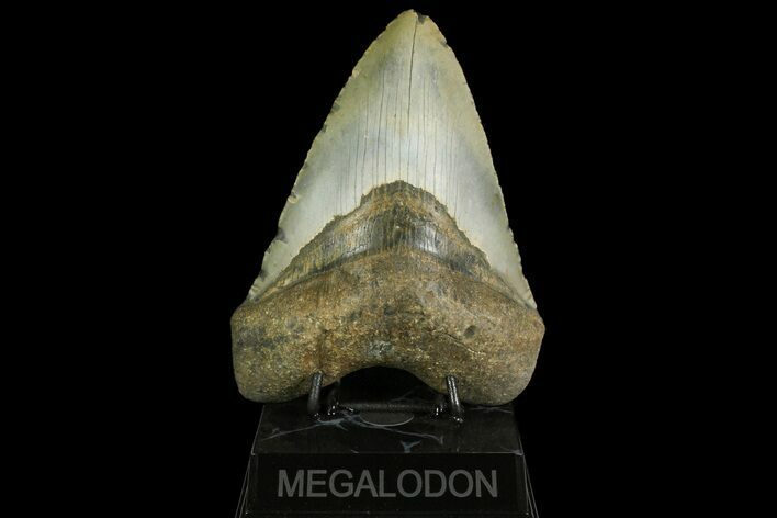 Huge, Fossil Megalodon Tooth - North Carolina #158228